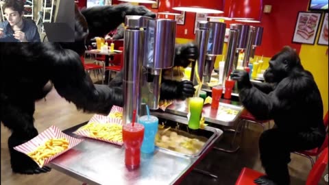 Outtake #1,047 Of Over 5 Gorillas Roam Around A McDonald's Restaurant Fake Funny Parody Video
