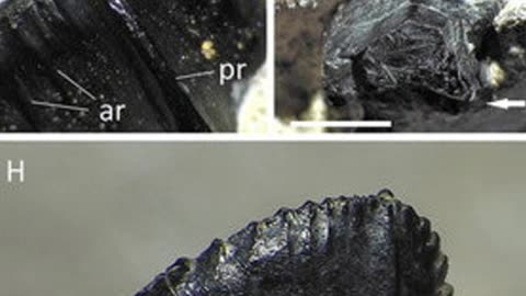 Brighstoneus: Isle of Wight’s Lost Dinosaur