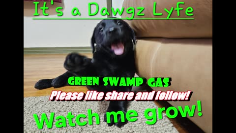 Lil Aurora Black - Just as I see her