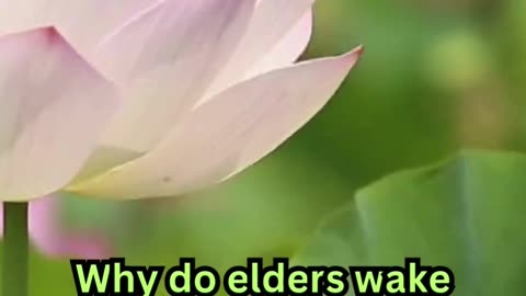 Deep Sleep Facts #ElderCare 🧓 #SleepTips 😴 #CalmNights 🌙 #RestEasy 🛏️ #GoldenYears 🌟