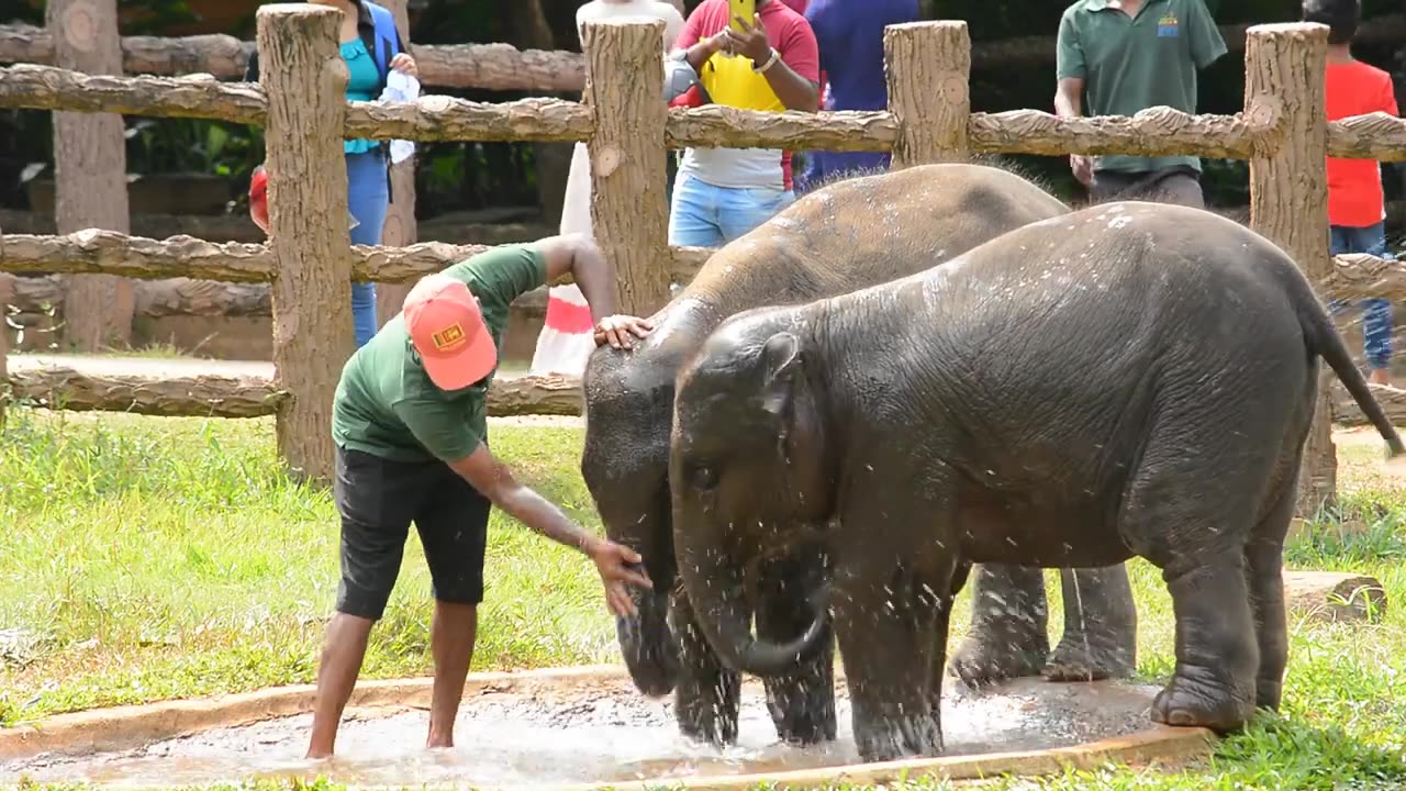 Adorable Twin Baby Elephants Take Their First Steps 🐘❤️ | EleGreen