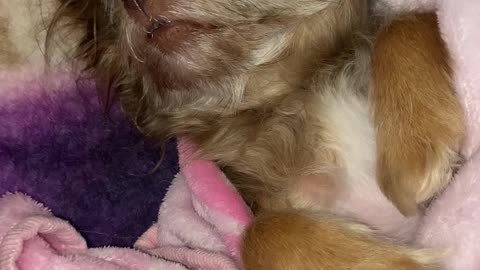 Penny is so cute!