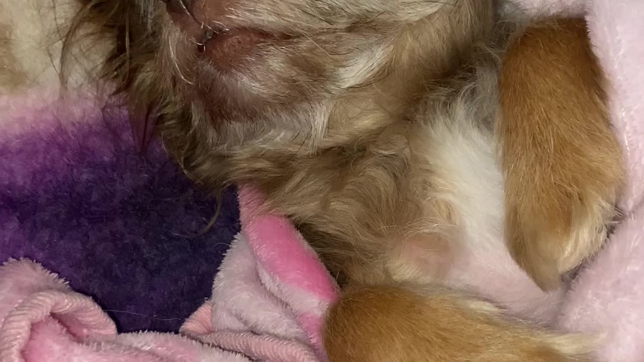 Penny is so cute!