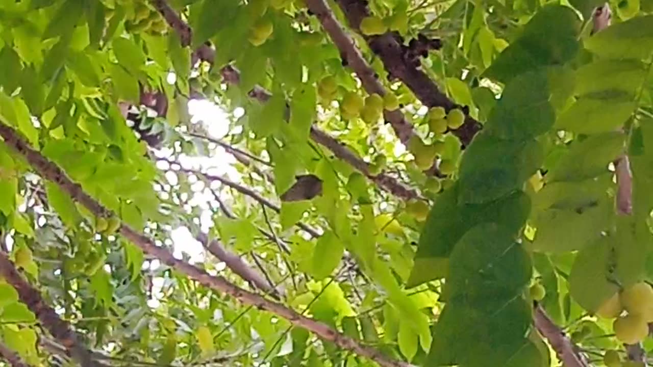 Nature