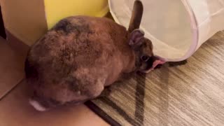 😂🐶 Ellie's Epic Velcro Fail Will Melt Your Heart | FunFM