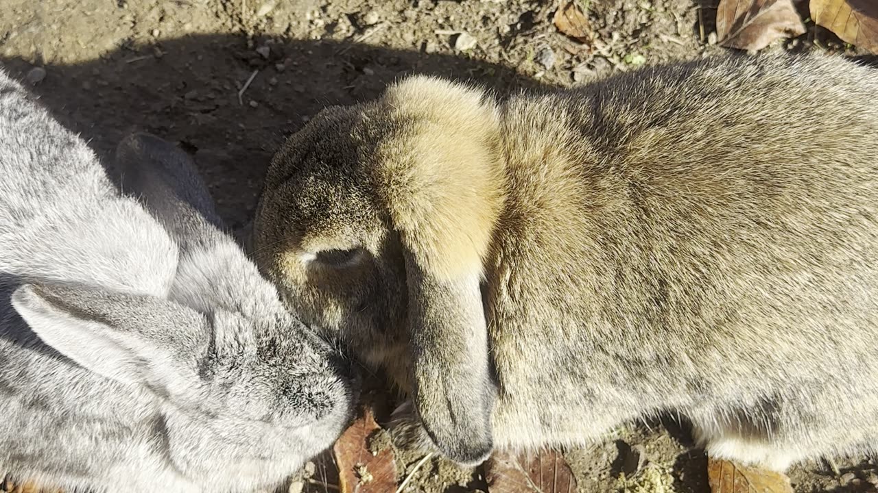 bunnies chasing each other across the yard! 🏃‍♂️🐇