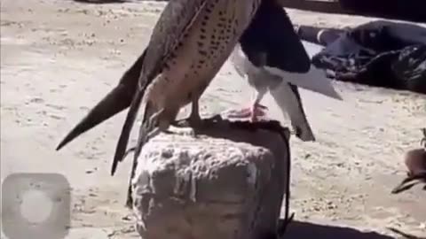 🤯✨ Watch a Pigeon Try to Win Over a Falcon! | FeedMyCuriosity