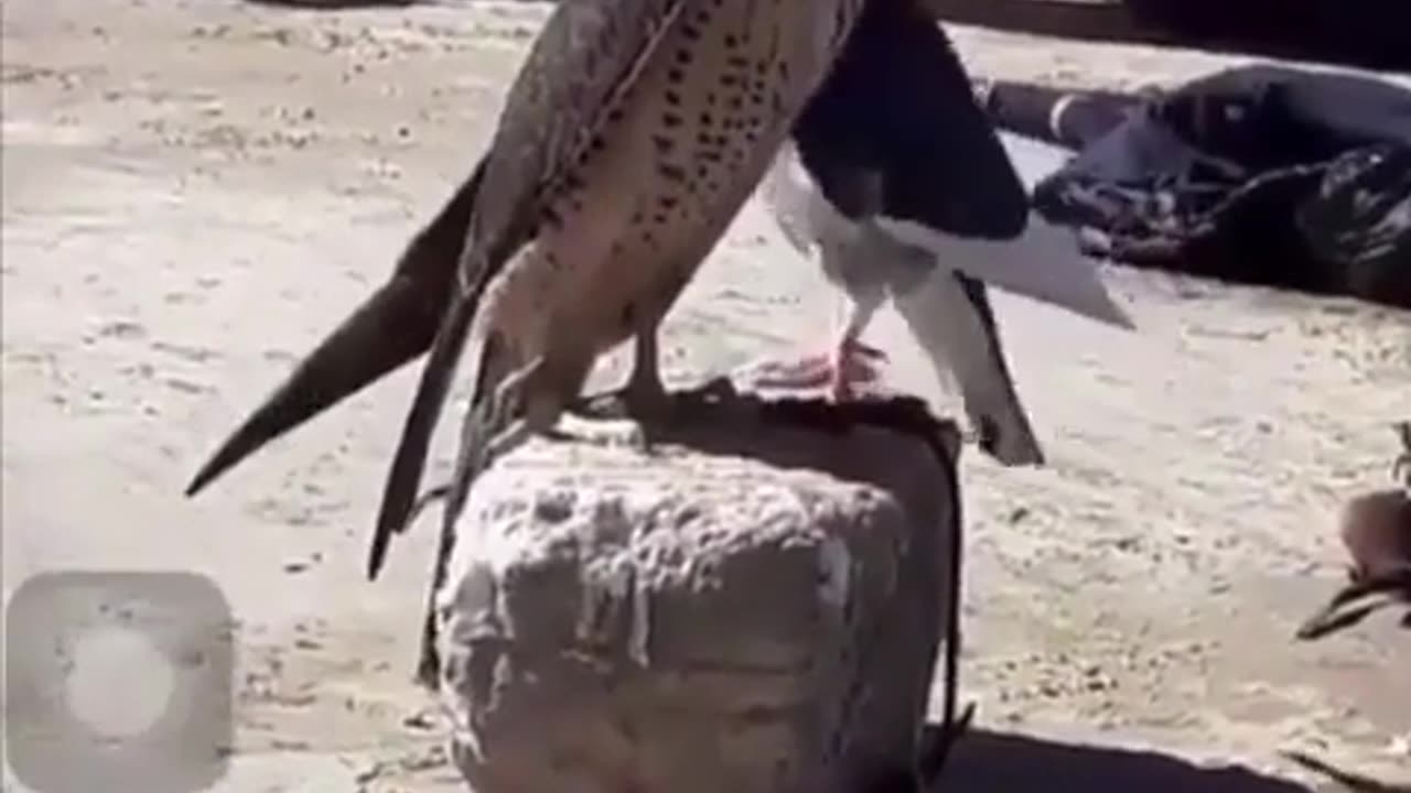 🤯✨ Watch a Pigeon Try to Win Over a Falcon! | FeedMyCuriosity