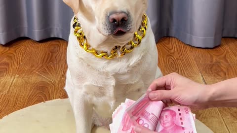 狗狗：自己不会舔啊?! Dog: Can't you lick it yourself? !