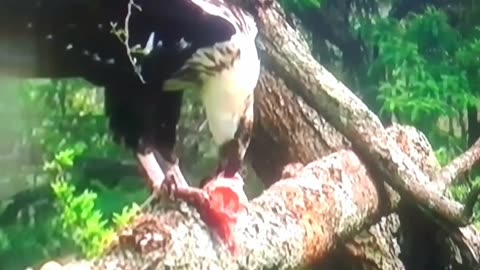 Watch This Bird Devour Meat Like a Predator! 🦅🔥 | You Won’t Believe Your Eyes!”