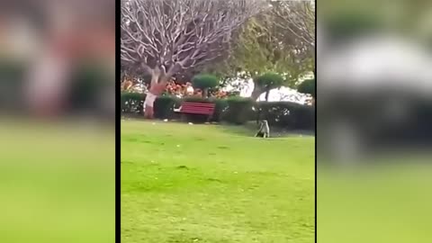Fun Pets