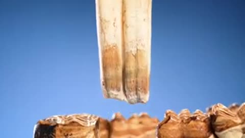 Pulling Out a Horse's Tooth