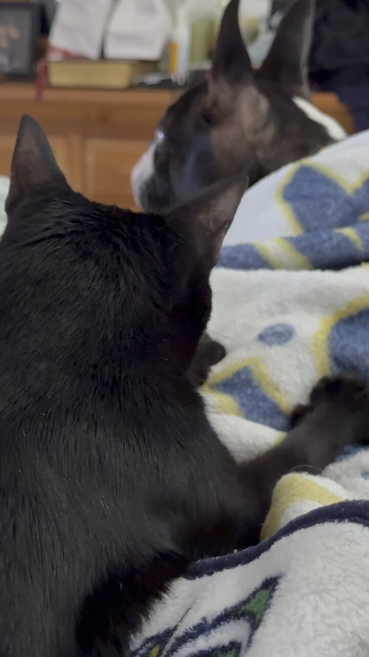 My Pets In Paradise | 4K