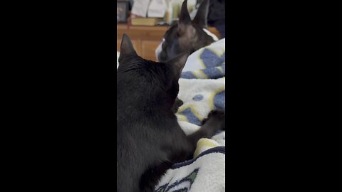 My Pets In Paradise | 4K