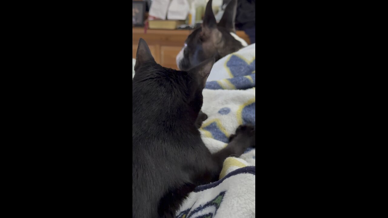 My Pets In Paradise | 4K