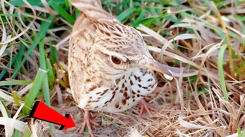 Crested Lark Feeding Time | How it feed?