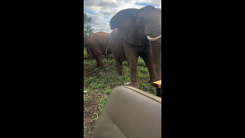 Close Encounter With The Elephant Herd