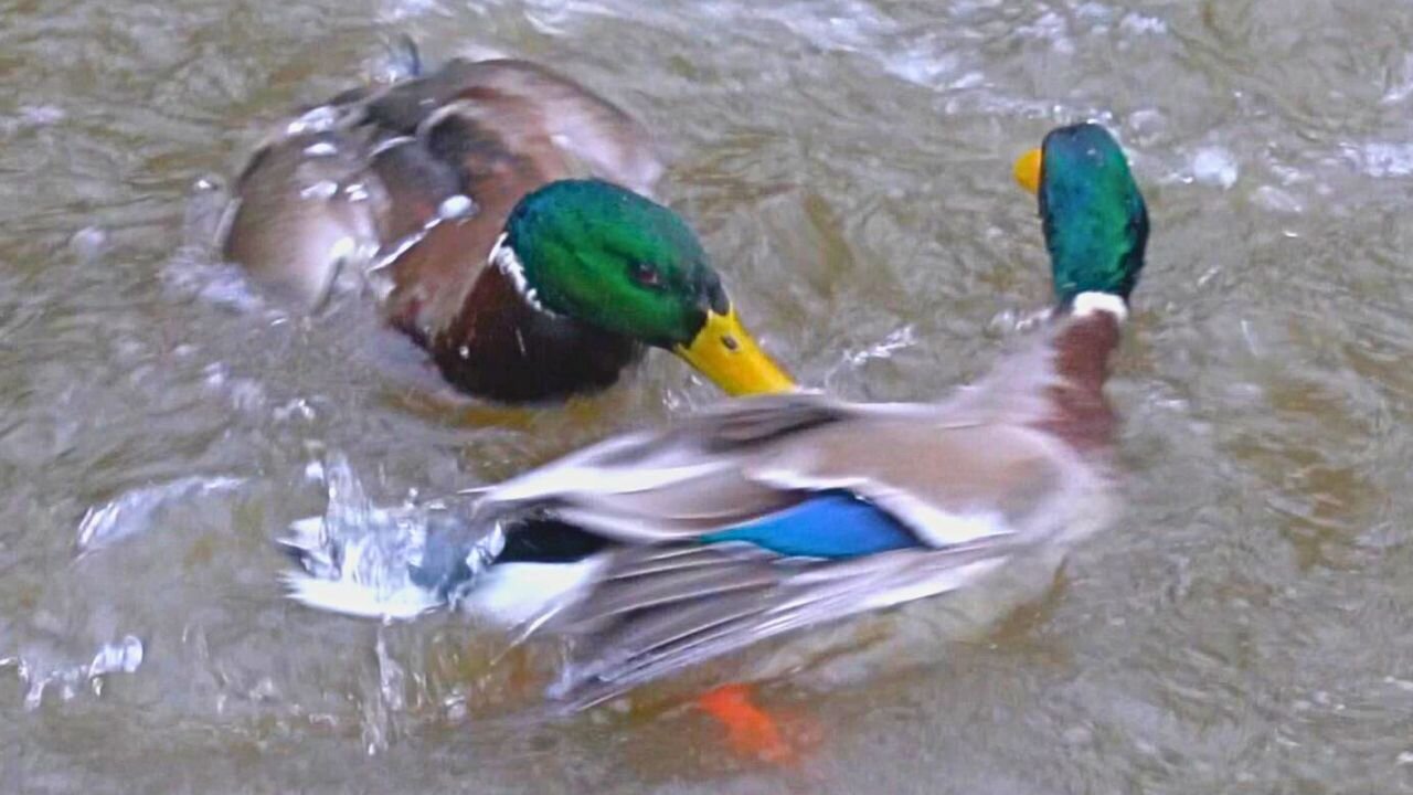 Fighting Male Mallard Duck Drakes Go Down the Drain (Waterfall)