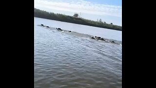 Captan a estos animales en una maratón acuática rusa