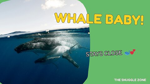 Whale Calf Sticks Close to Mom 🐋💙 | Heartwarming Ocean Moment