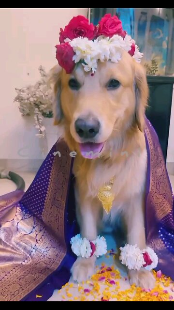 🎉Happy birthday everyone🌞It's To LAUGH When Watching This Video Cute DOG|cute cat|Please Follow me