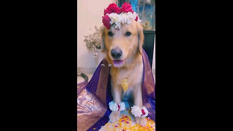 🎉Happy birthday everyone🌞It's To LAUGH When Watching This Video Cute DOG|cute cat|Please Follow me