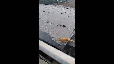 cute cat