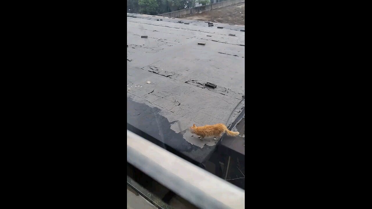cute cat