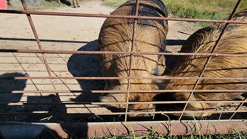 kunekune pigs
