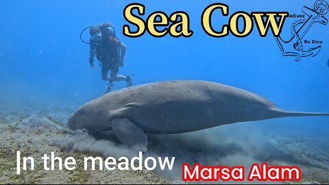 Sea cow in the meadow | Red Sea | Egypt | Marsa Alam