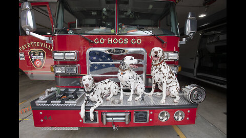 How Dalmatians Became Those Famous Firehouse Dogs !
