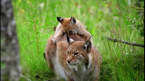 Documentary Animals: Little Cats Big Personalities - Wildcat - Pet Feline Origin