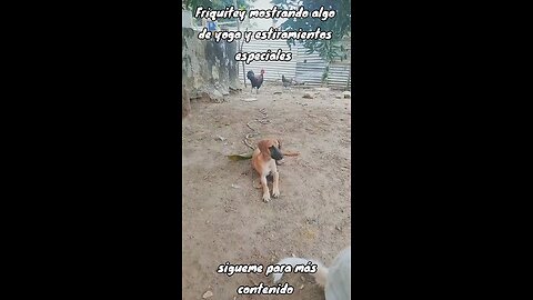 Friquitey Showing Her Special Moves Or Exercises😂🐕‍🦺