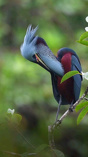 Agami heron