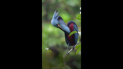 Agami heron
