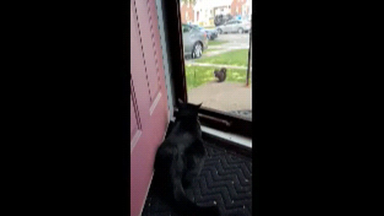 Cookie Cutter The Cat Watching Squirrel, Part 2, Dbn, MI, 8/26/25
