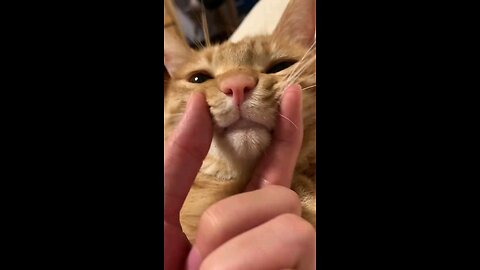 Cute Cat 😻❤️