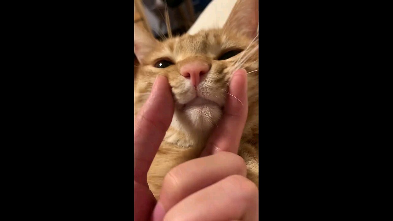 Cute Cat 😻❤️