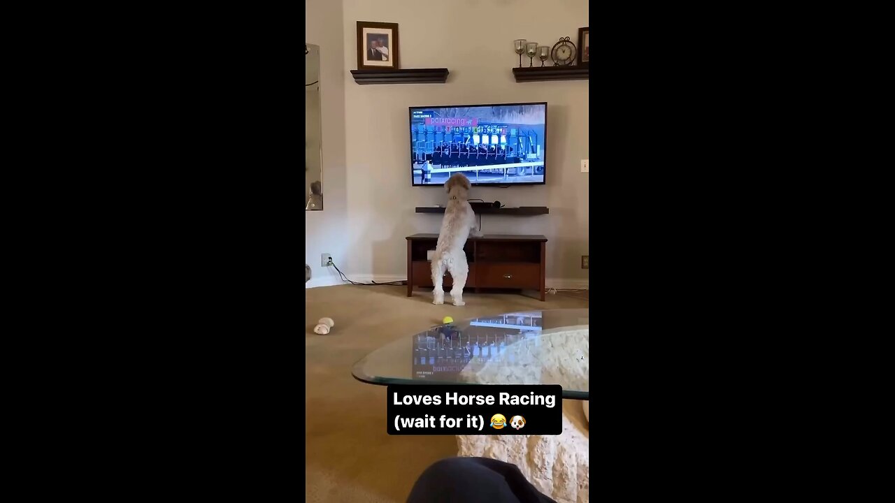 He loves horse racing so much