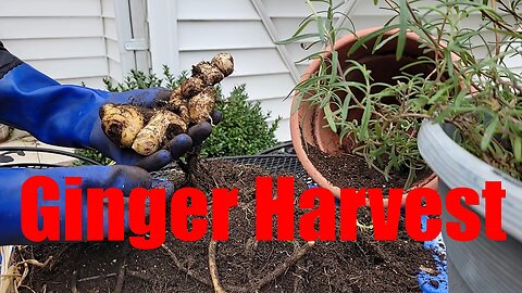 Garden Stroll, Ginger Harvest and 2 more Garlic