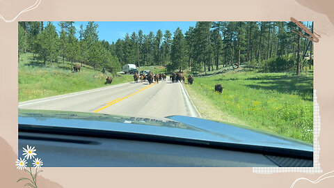 We were part of the herd