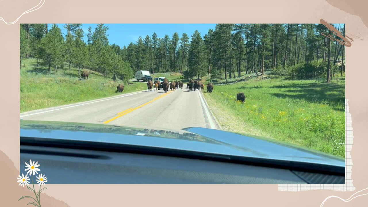 We were part of the herd