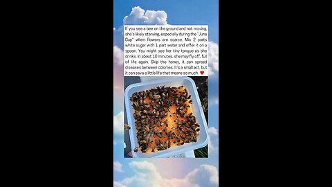 Saving A Starving Bee