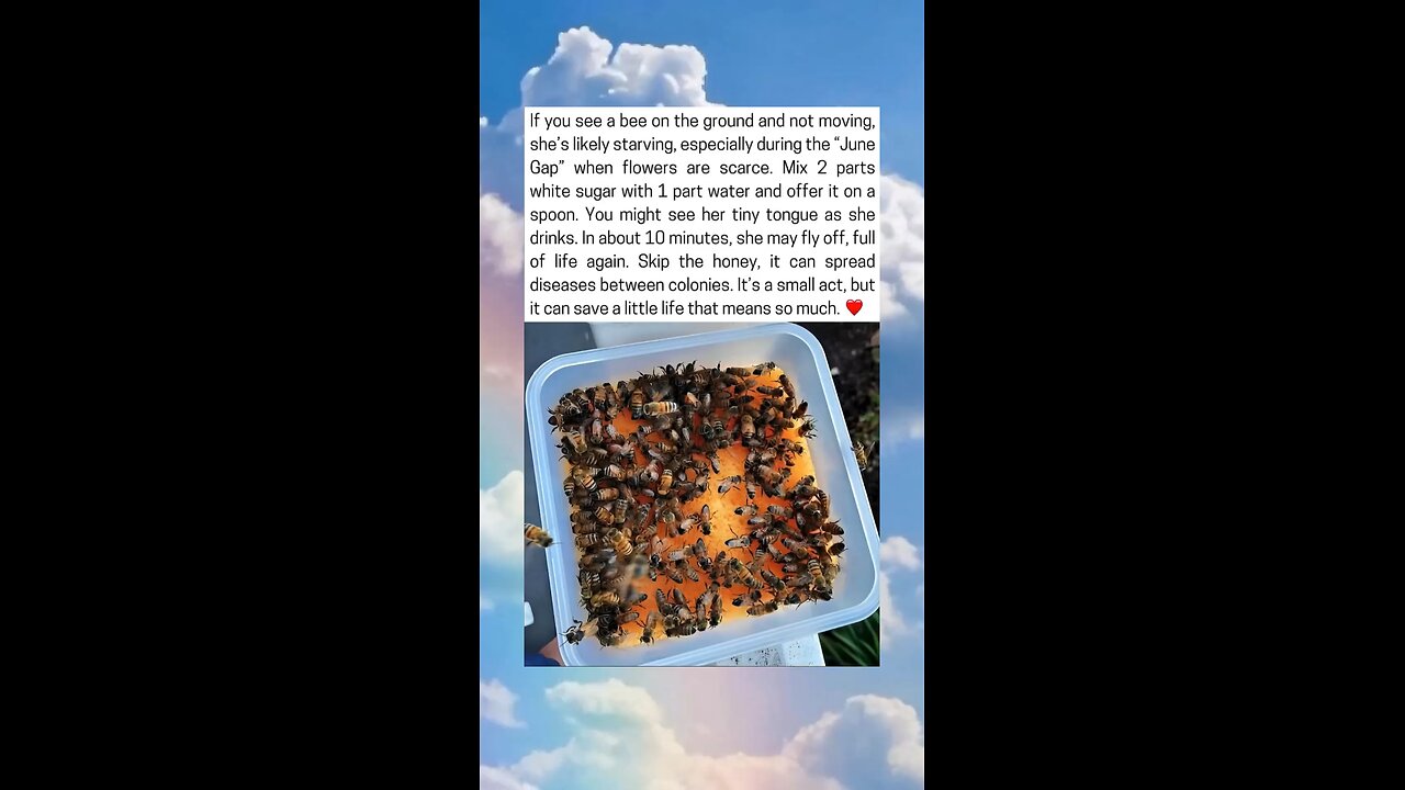 Saving A Starving Bee
