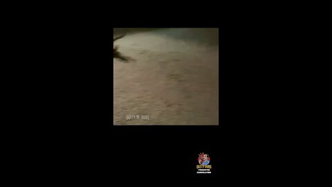 hilarious repitile