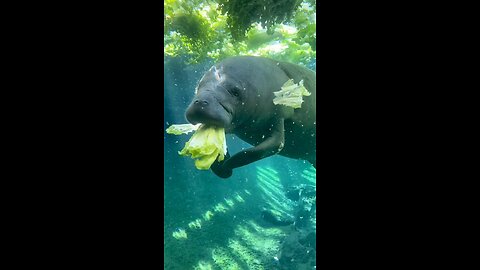 animal video