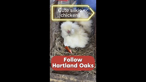 Should we let this cute silkie hen (chicken) hatch some eggs?