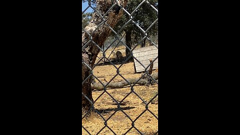 Wolf Santuary