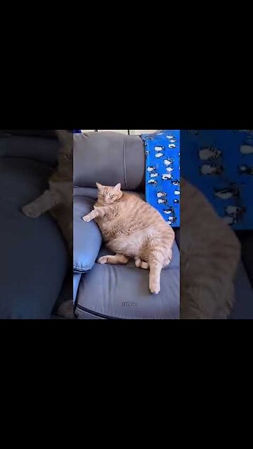 SUPER FAT CATS,