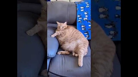 SUPER FAT CATS,